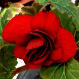 Trailing RED DOUBLE BEGONIA Dark Stunning! Tuberous Boliviensis Shade Sun Dancer 5 Rare Seeds
