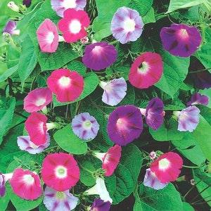 Morning Glory Climbing Flowers Blend 3g - 100 Seeds - Ipomoea Purpurea NON GMO