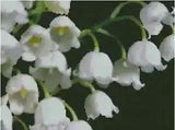 Flowers Lily-of-the-Valley Counted Cross Stitch Complete Kit #20-119