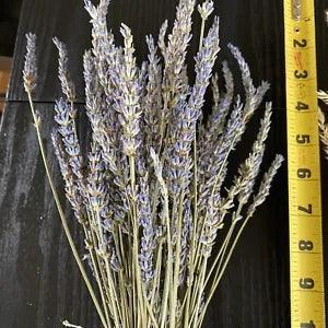 NATURAL DRIED LAVENDAR FLORAL FOLIAGE FLOWER STEMS