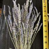 NATURAL DRIED LAVENDAR FLORAL FOLIAGE FLOWER STEMS