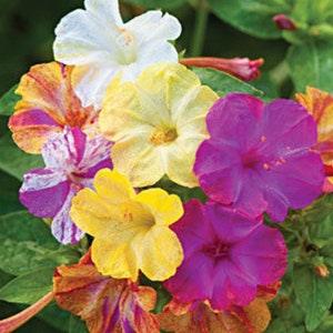 Marvel of Peru - Four O'Clock Seeds - 25 Seeds - Marbles Mix | Mirabellis, Japanese Wonder Flower