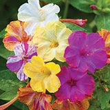Marvel of Peru - Four O'Clock Seeds - 25 Seeds - Marbles Mix | Mirabellis, Japanese Wonder Flower