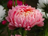 Astra peony Rose Turm Pink Seeds flowers Annuals Ukraine 0.25 grams