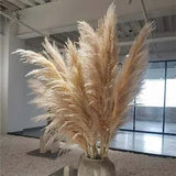 6/8PCS Natural Dried Pampas Grass Reed Flower Bunch Wedding Bouquet Decor CU