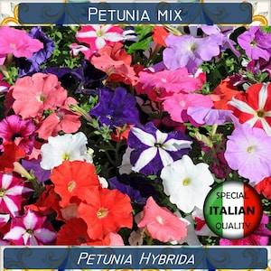 2500+ Petunia mix seeds, Petunia Hybrida seeds, Annual Flower seeds #FI582