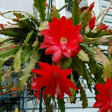 Cactus orchids, Red Epiphyllum, 3 cuttings, Red Orchid Cactus, 3 fresh cut ready to root cuttings, 20-40 cm