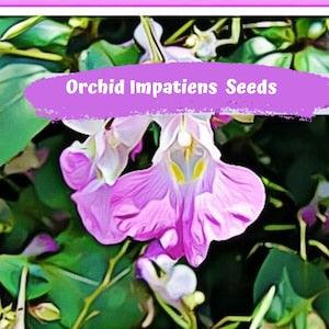 Orchid Impatiens Balfouri Poor Man??s Orchid Seeds