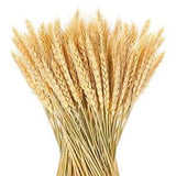 150 Pieces Natural Dried Wheat Stalks Golden Wheat Sheaves Stems Fall Harvest...