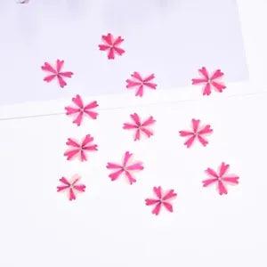 12PCS Real Pressed Dry flower, cherry flower for art, DIY craft FCD46