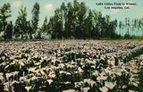 Los Angeles CA-California, 1913 Calla Lilies Field in Winter Vintage Postcard