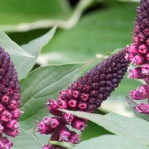 Lysimachia Beaujolais flower seed 15