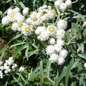 Immortal white Seeds. Seeds Anaphalis margaritacea