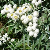 Immortal white Seeds. Seeds Anaphalis margaritacea
