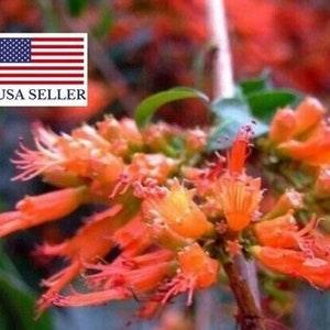 Woodfordia Fruticosa, fire flames, woodfordia, dhataki plant - 10 Seeds