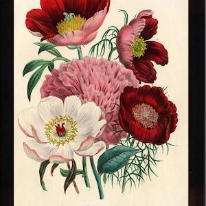 BOTANICAL PRINT Loudon Flower  Botanical Art Print 1 Beautiful Peony Peonies Bouquet Paeonia albilflora Pink White Red Spring Garden