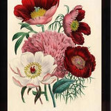 BOTANICAL PRINT Loudon Flower  Botanical Art Print 1 Beautiful Peony Peonies Bouquet Paeonia albilflora Pink White Red Spring Garden