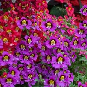 100 Pcs  Schizanthus  Mix Angel Wings Flower Seeds-Schizanthus x Wisetonensis- Poor Man's Orchid-Butterfly Flower-Brilliant Colours!/(FL418)