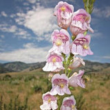 Palmer's Penstemon 400 Seeds | Southwest Desert Flower | Penstemon Palmeri | Drought Tolerant Desert Perennial | Low Water Xeriscape Flower