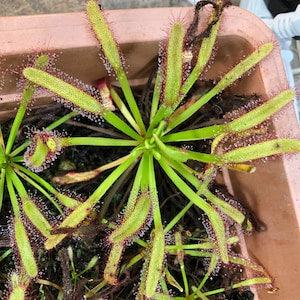 15 WIDE Cape Sundew (Drosera capensis) seeds.