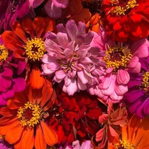 California Giant Zinnia Seeds - Zinnia Heirloom Annual Flower Seeds