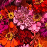 California Giant Zinnia Seeds - Zinnia Heirloom Annual Flower Seeds