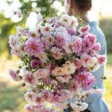 Rose Bon Bon Cosmos SEEDS double click  cut flower bouquet florist wedding from Urban Food forest/garden