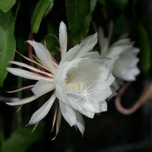 Epiphyllum Oxypetalum Cuttings - Kadupul Flower - Orchid Cactus