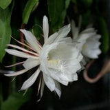 Epiphyllum Oxypetalum Cuttings - Kadupul Flower - Orchid Cactus