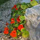 25 Nasturtium Seeds (Mix) Rock Cress Climbing Edible Flowers (Tropaeolum Majus)