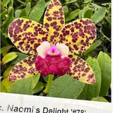 Rlc Naomi's Delight '#78' (Cattleya Katherine Clarkson ?? Rhyncholaeliocattleya Sun Spots) Blooming size cattleya orchid clone. Fragrant