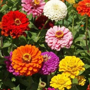 Giant California Zinnias Mixed colors 20 count seeds