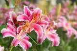 Lilies: An Illustrated Guide to Varieties, Cultivation and Care