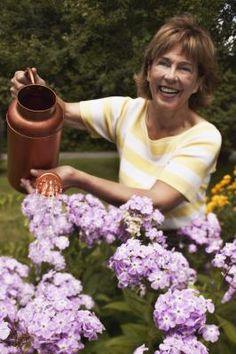 When to Feed a Hydrangea Flower Delivery
