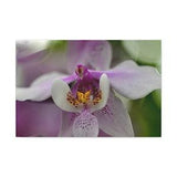 Canvas Wall Art - Beautiful Orchid Canvas Print