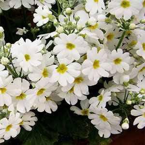 White Fairy Primrose Flower Seeds/Primula Malacoides/Perennial    50+
