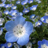 100+ Baby Blue Eyes Flower Seeds-Menzie's Baby Blue eyes-Nemophila Menziesii-Sweet Annual-B494