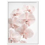 Blush Orchid Print, Flower Wall Art. Minimal Scandi Room Decor. Designer Pink Orchids. Botanical Floral Photo. Poster or Canvas | PLT-82