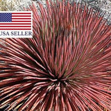 Agave Stricta Rubra * Red Hedgehog Agave * Perennial Spiny Succulent * 5 Seeds