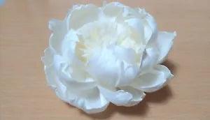 10 Peony with Pollen Dia.12CM Sola Wood Flowers Diffuser Crafts DIY Gift Decor