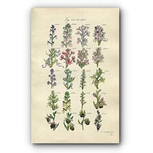 1914 Sowerby Antique Botanical Print, Monkey Orchis, Orchid, Lizard Orchis, Frog Orchis, Butterfly Orchis, Plate 62 (Plants 1221 - 1240)