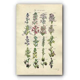 1914 Sowerby Antique Botanical Print, Monkey Orchis, Orchid, Lizard Orchis, Frog Orchis, Butterfly Orchis, Plate 62 (Plants 1221 - 1240)