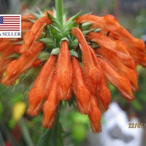 Leonotis leonurus 20 seeds - Lion's Tail - Wild Dagga