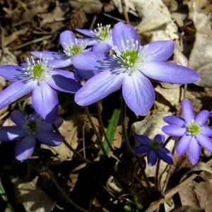 SHARP LOBED HEPATICA Hepatica Acutiloba Anemone Native Perennial Native Rare! 5 Seeds