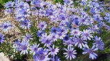 Felicia Heterophylla 25 Seeds, True Blue African Annual Perennial Daisy Plants