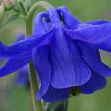 Columbine Seeds Blue Perennial Flower Seeds 25+