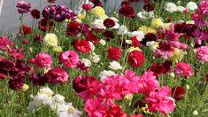How to Grow Ranunculus in Zone 6 (and probably other places, too!) ?? Flower Delivery