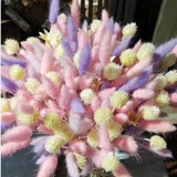 100 Bunny Tails Ornamental Grass Seeds *Hare's Tail* Self Seeds*Cut/Dried flowers*Can be Dyed for Crafts*Lagurus ovatus Annual Garden Seeds*