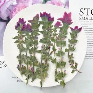 12PCS Real Pressed Dry Clary Sage flower with leaves stem for art Craft FHT25