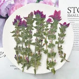 12PCS Real Pressed Dry Clary Sage flower with leaves stem for art Craft FHT25